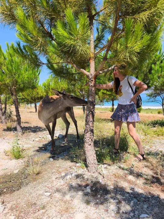 Salda Gölü'nde Kızıl Geyik Piknikçilere Sürpriz Yaptı 3